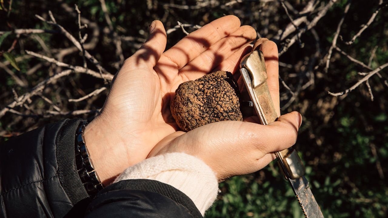 When ripe, the Tuber melanosporum, or black truffle, is dark but firm to the touch