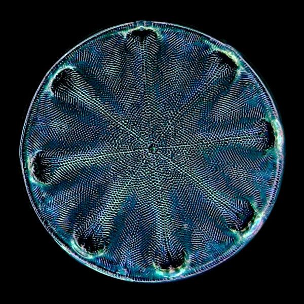 Victorian microscope slide of a diatom. Microscopes were a popular form of entertainment for science-obsessed people living in Victorian-era Britain. 