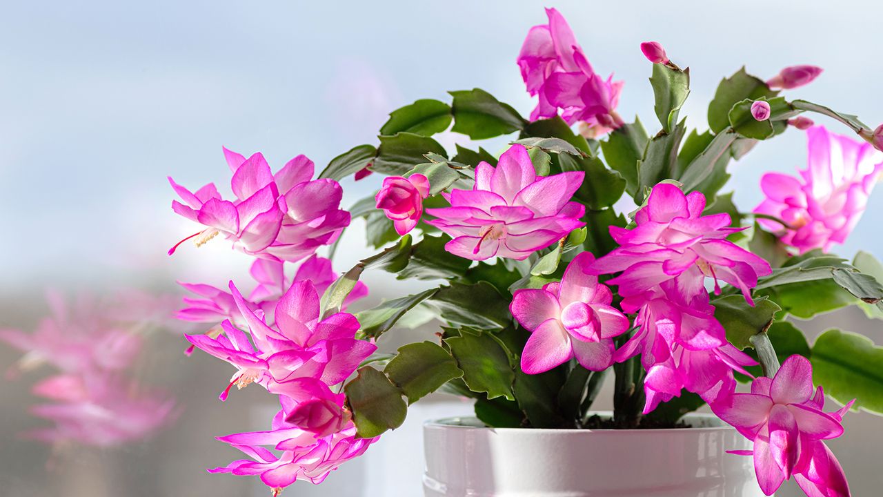 Thanksgiving cactus – Schlumbergera truncata