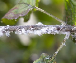 Woolly apple aphids on apple branches