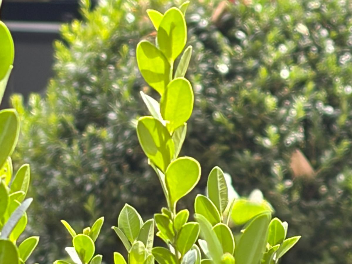 Apple iPhone 17 zoom test sample.