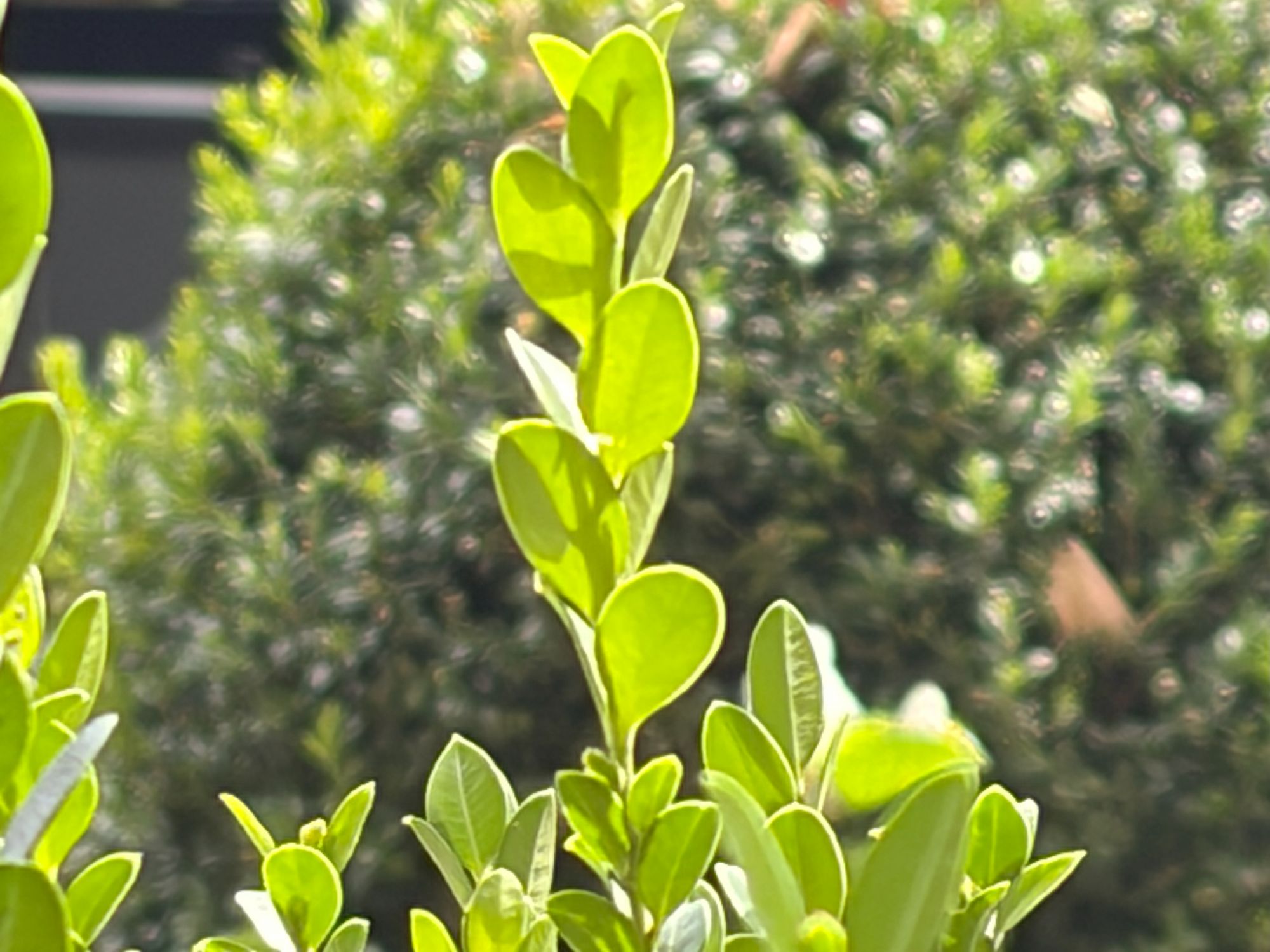 Apple iPhone 17 zoom test sample.
