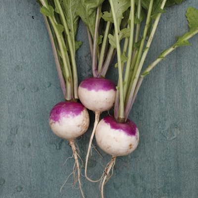 Purple Top White Globe Turnip Seeds