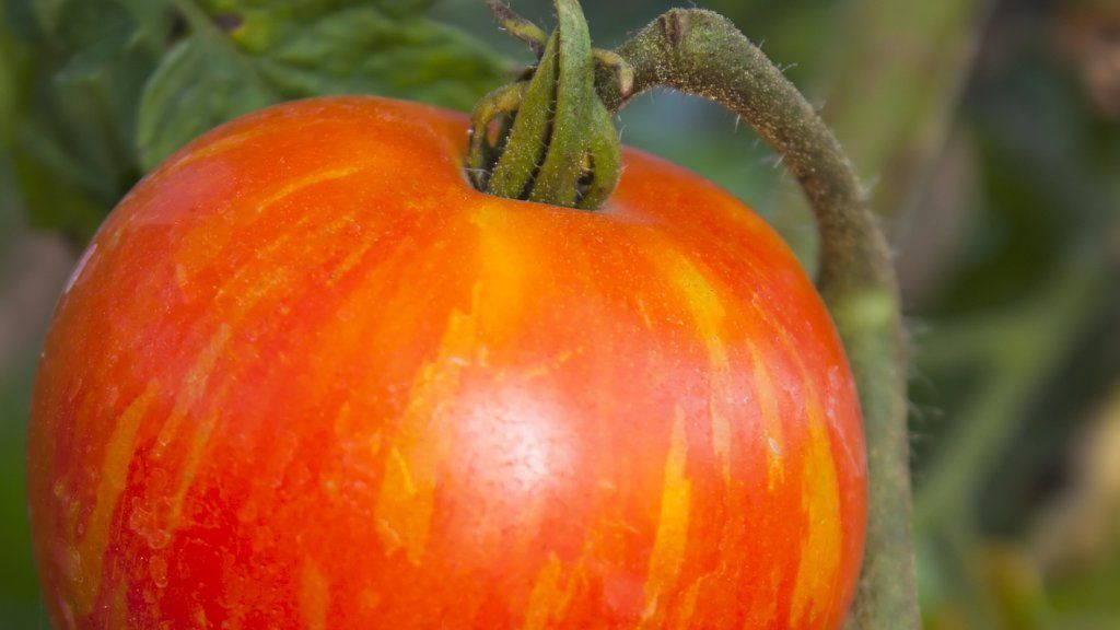 Striped tomato