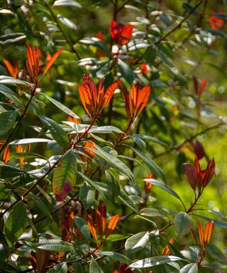 Photinia X Fraseri shrub