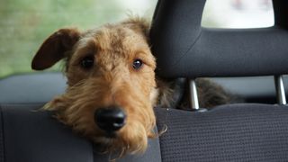 Dog waiting in car