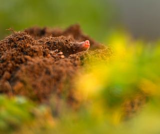 Close up of a mole nose emerging from a mole hill
