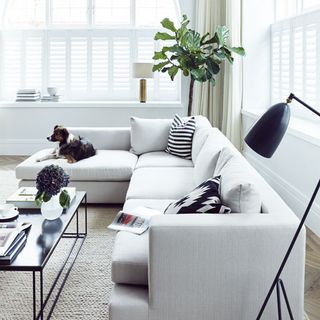living room with white windows and sofa with cushions and dog