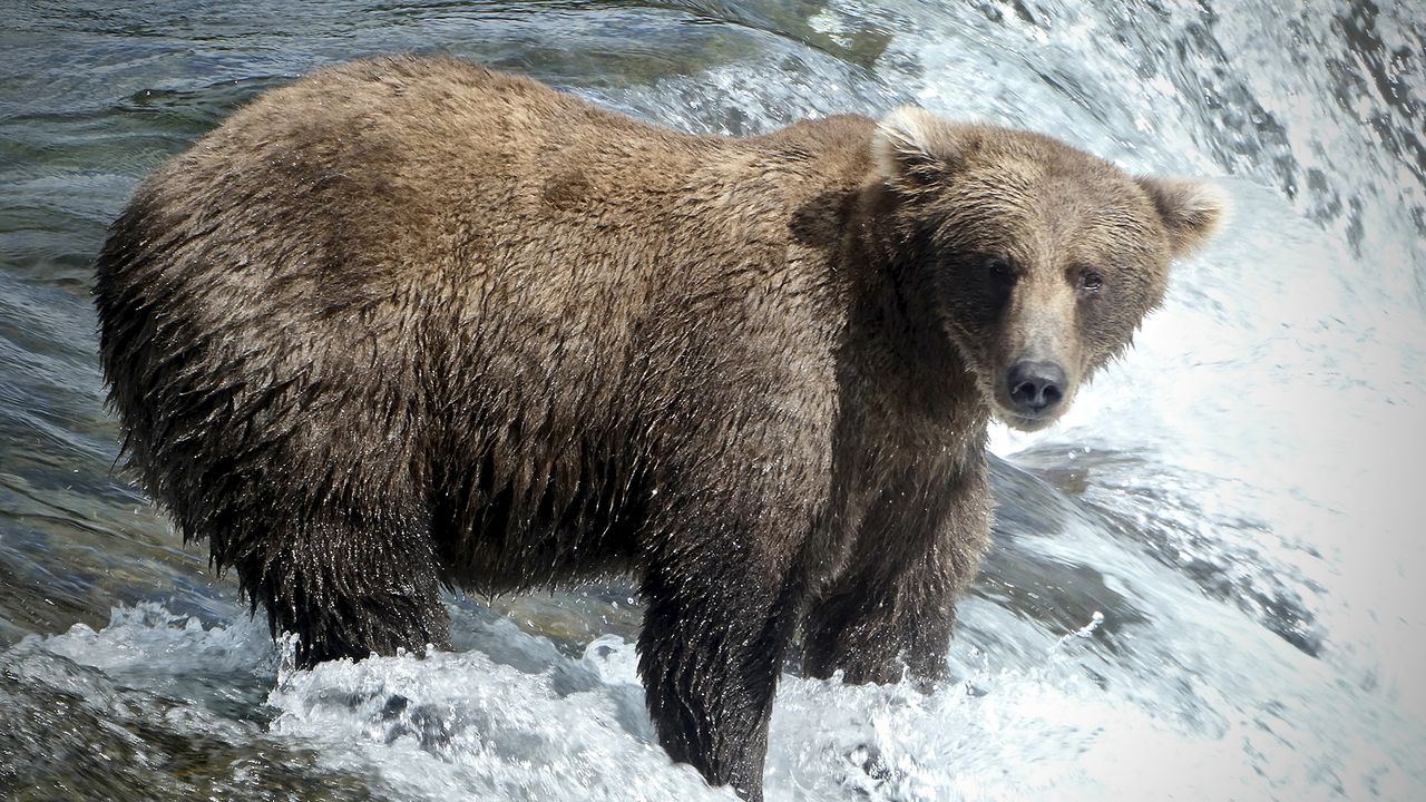 Bear 909, with medium brown fur and light fluffy ears, standing on the edge of the waterfall.