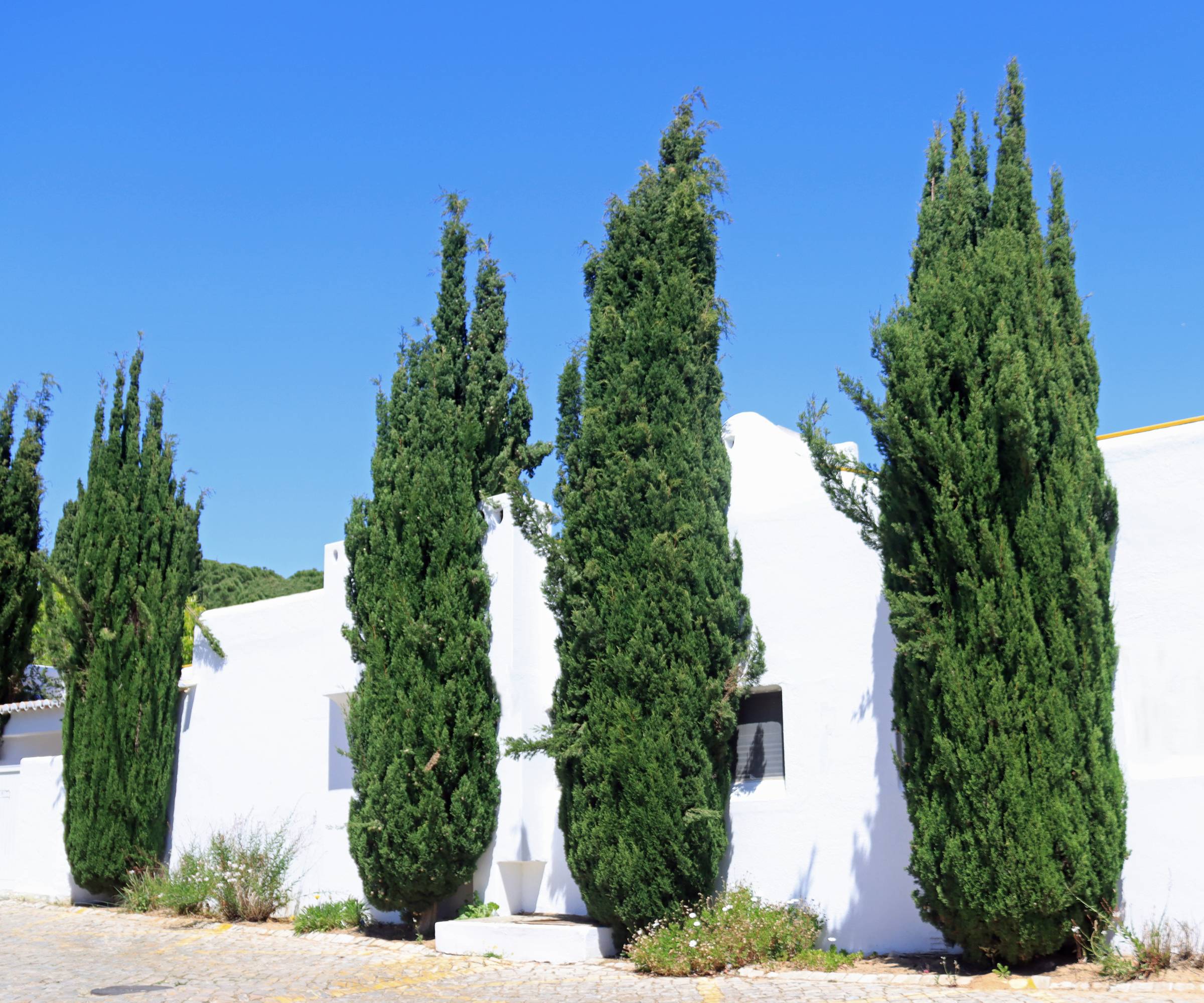4 Italian or Mediterranean cypress trees next to a white building