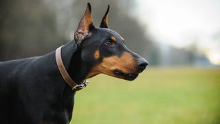 One of the best dogs for runners, aDoberman Pinscher