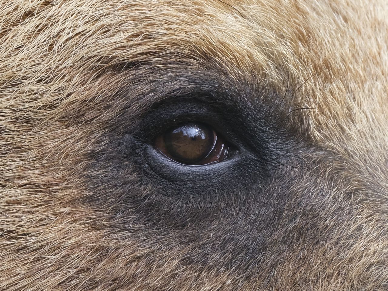 Bear taken with Fujifilm GFX100S II and GF 500mm F5.6 lens