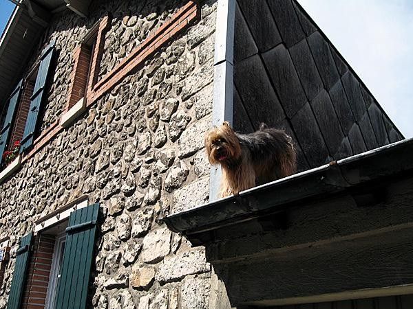 A fan watches the start of stage 15.