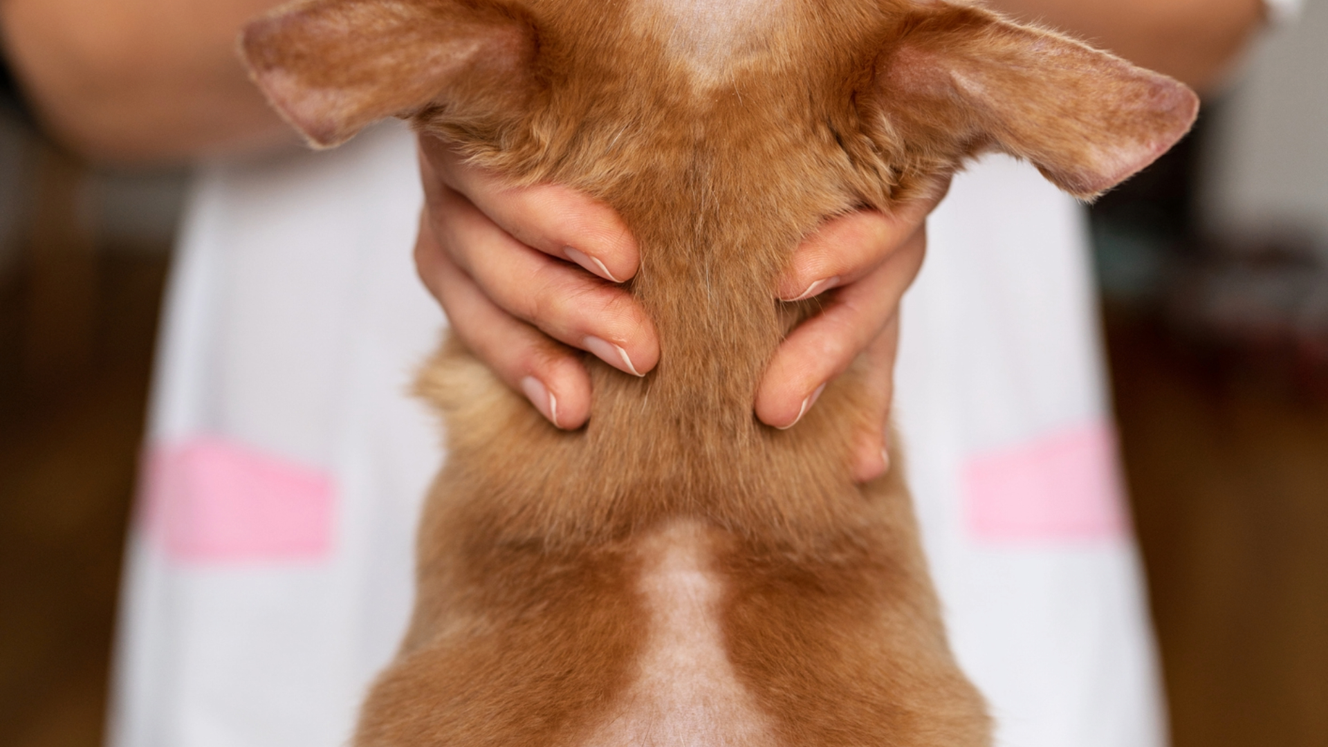 Person lifting up a dog to show hair loss on their underside