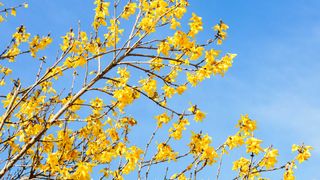 forsythia with yellow flowers against blue sky