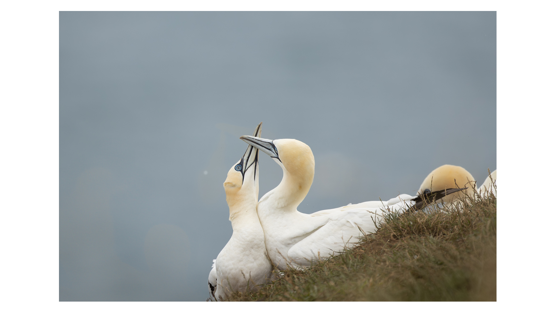 Photographs of a pair of gannets enjoying a tender moment at the RSPB Bempton Cliffs nature reserve in July 2025