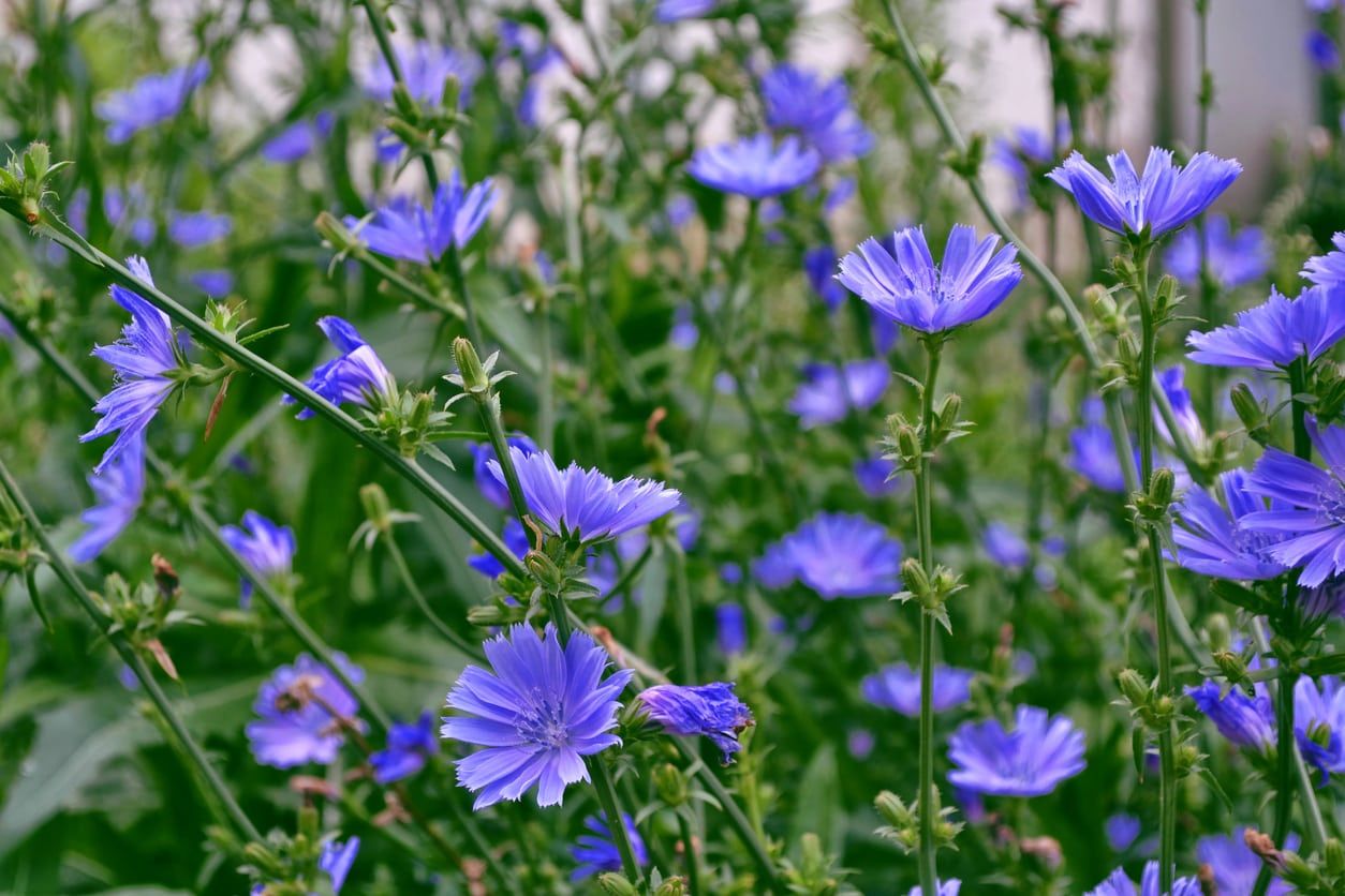 Purple Chicory Plant