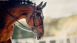 Portrait of horse in snaffle bridle