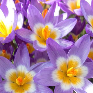 Six-petaled, lilac-blue flowers adorned with a striking white band that encircles a radiant golden-yellow center