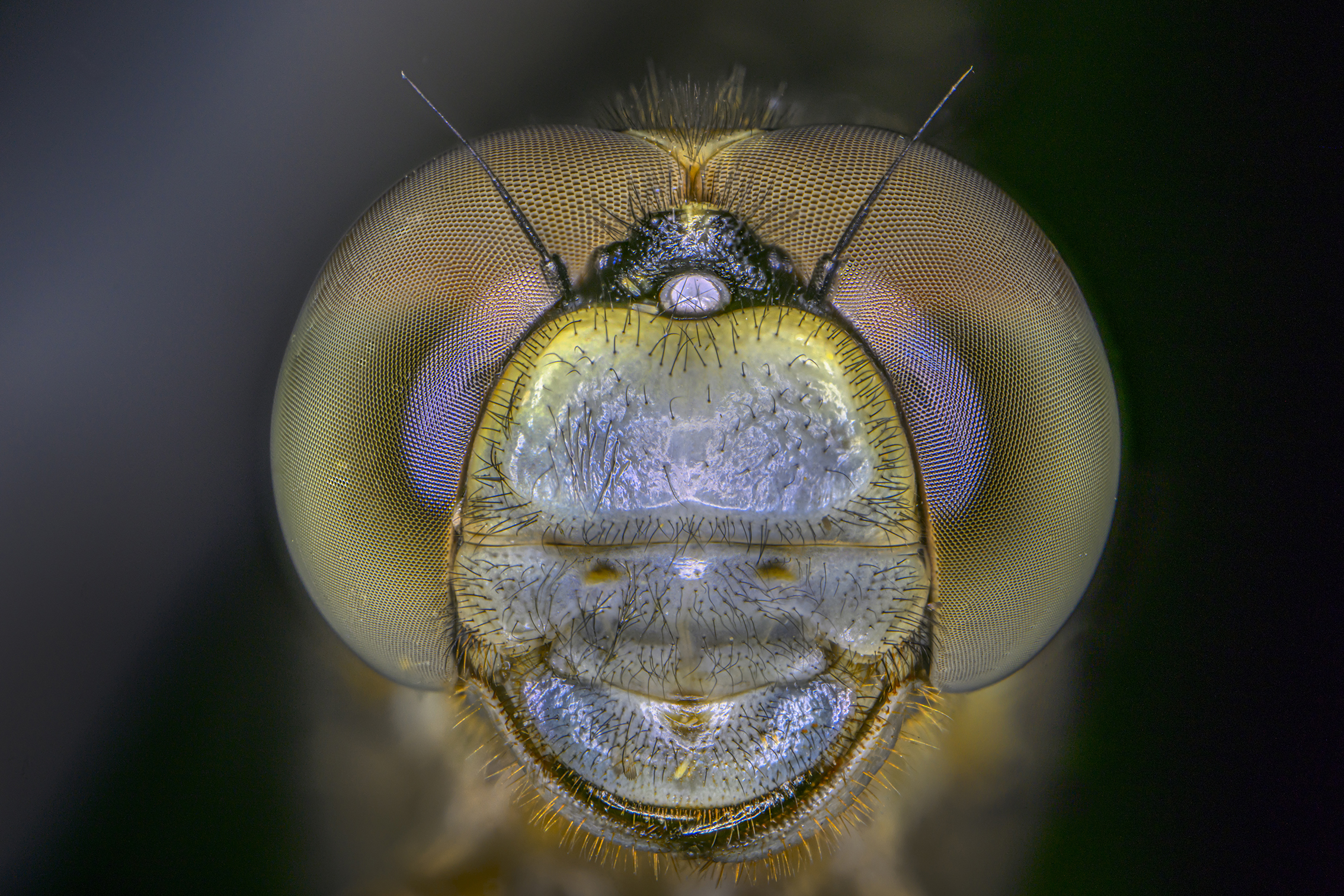 Close-up of a bee's face, highlighting its large, intricate eyes and delicate antennae against a soft, dark background