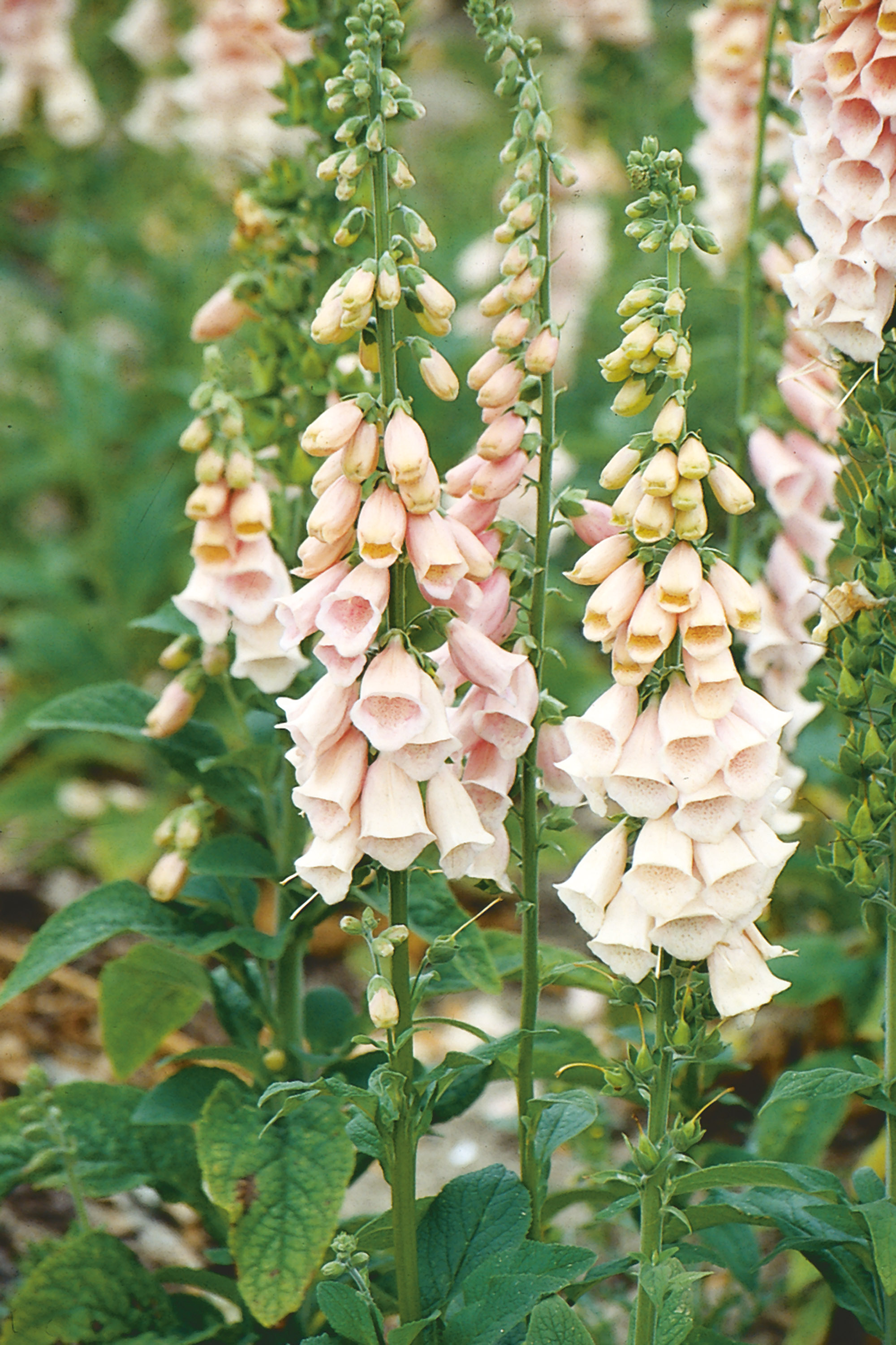 5 flower seeds to sow in June get planting for stunning summer blooms