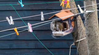 Squirrel eats from the Wasserstein Bird Feeder Camera Case