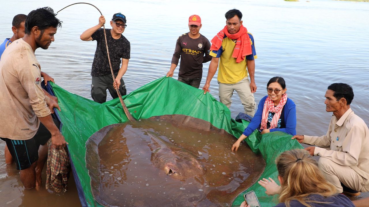 The team takes photos with the giant stingray.