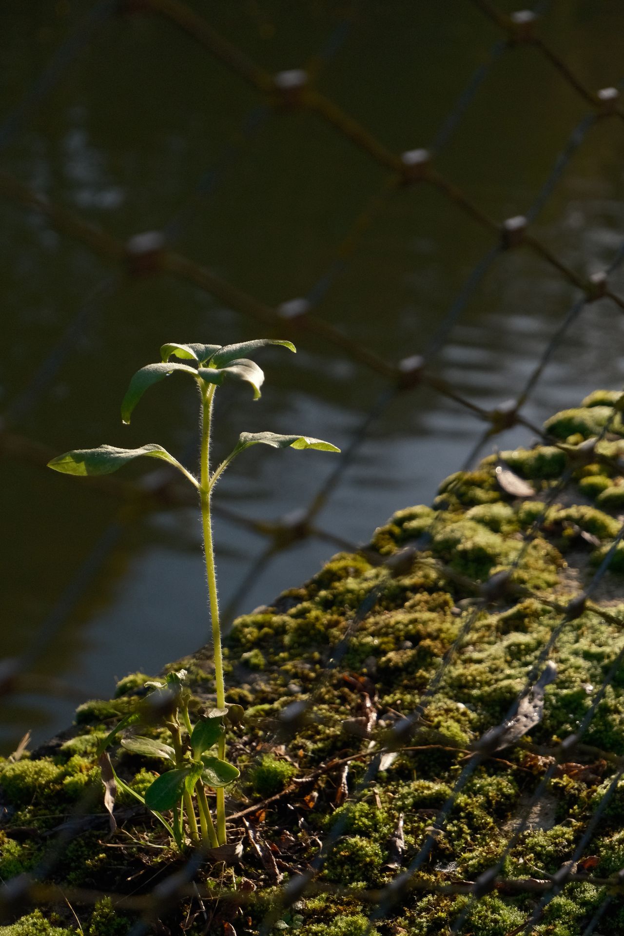 A photo of a small plant taken on a Fujifilm X-M5 camera