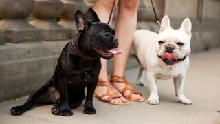 leash training a French Bulldog