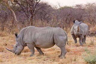 White rhinos in Namibia.