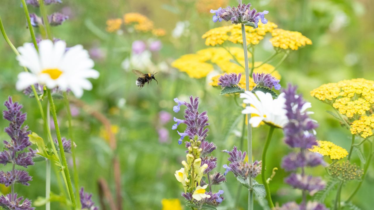 Wildflower meadow