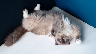 Ragdoll cat lying outstretched