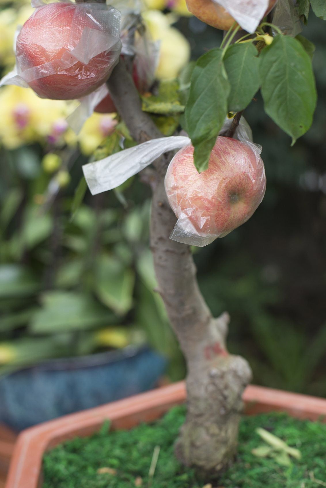 Can You Grow Apple Trees In Containers - Tips On Growing Apple Trees In  Pots