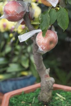 Apple Tree Growing in Potted Container