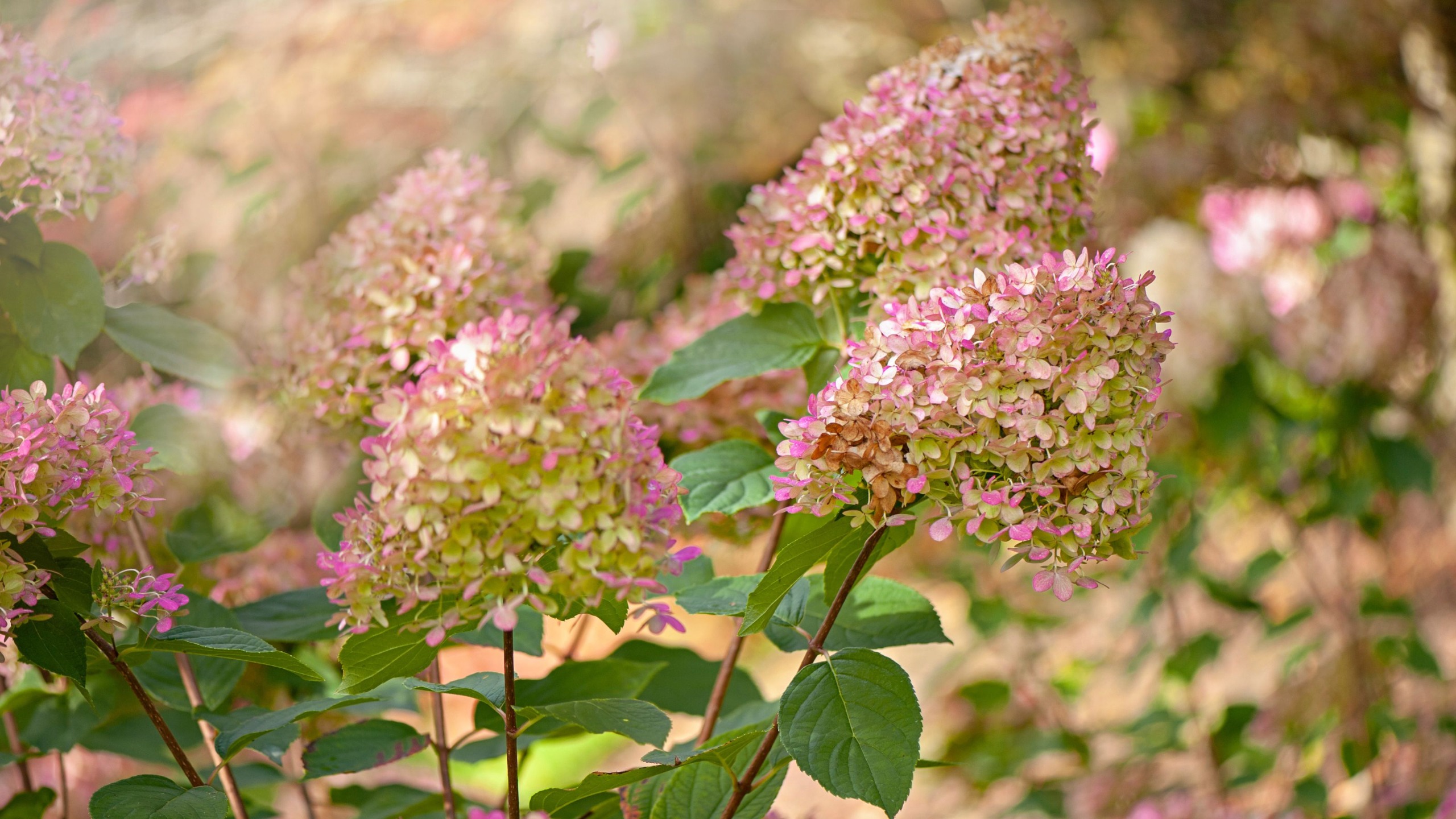 autumn hydrangeas