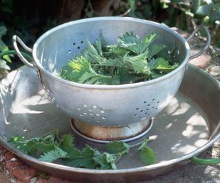 nettle leaves in metal culinder