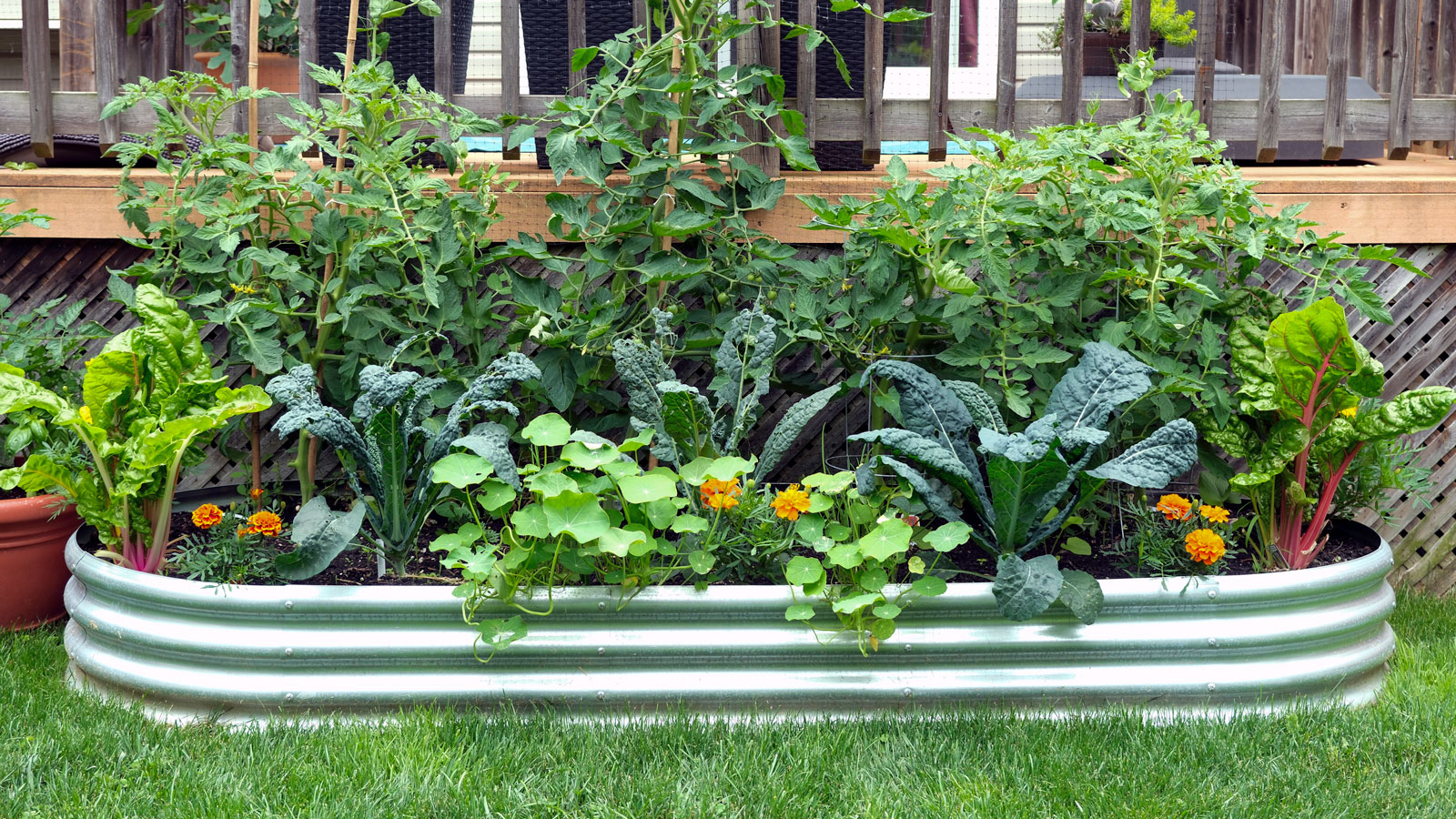 metal raised bed with flowers and edibles