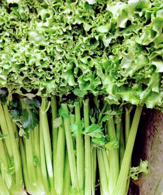 celery crop harvest