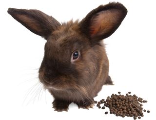 Rabbit next to poop pile