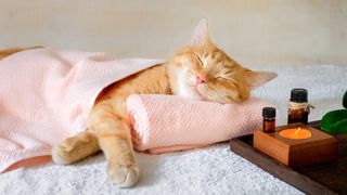 Cat sleeping on massage table