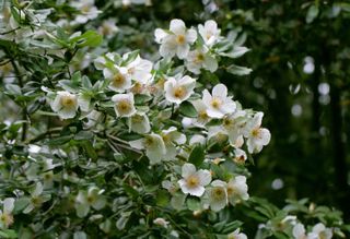 best flowering trees: Eucryphia with white flowers