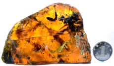 hatchling preserved in amber