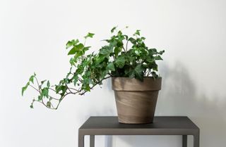 English ivy houseplant