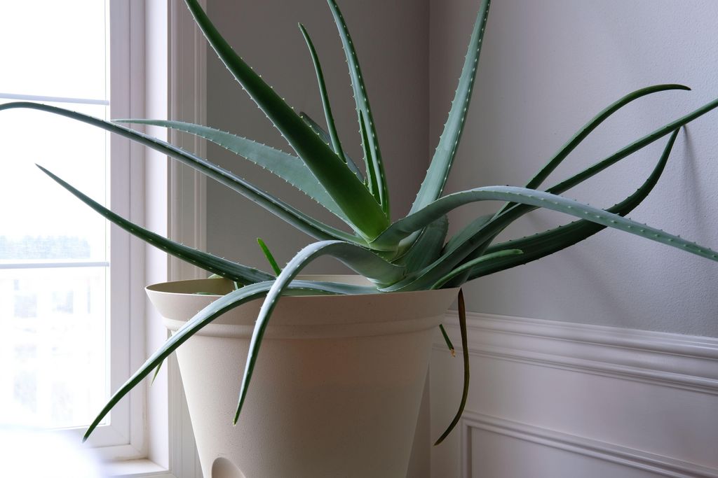 How to grow aloe vera: tips on growing and caring for aloe ...