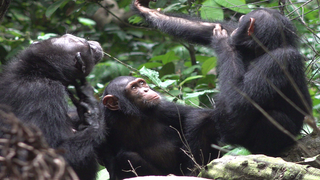 Three chimpanzees, Suzee, Sassandra and Olive, who belong to Gabon's Loango National Park group.