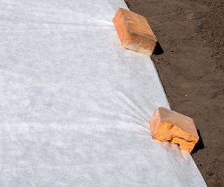 Horticultural fleece laid on the soil to cover the plants underneath