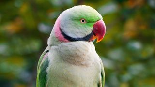 Indian Ringneck Parakeet