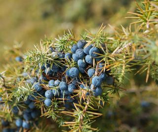 juniper berries on plant