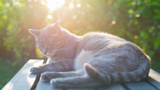 Cat lying on a wooden table with trees and sun behind