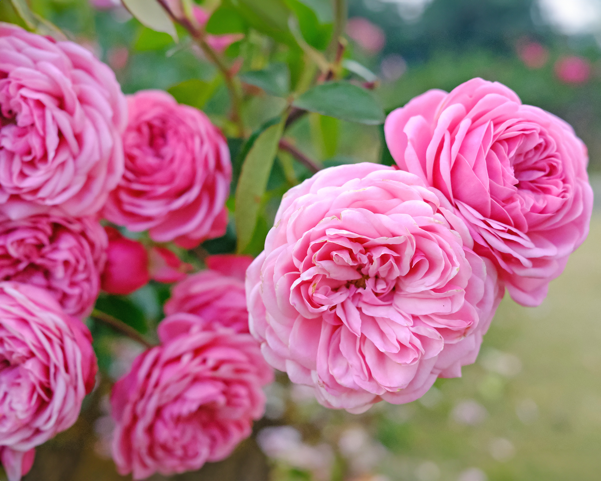 Gertrude Jekyll roses